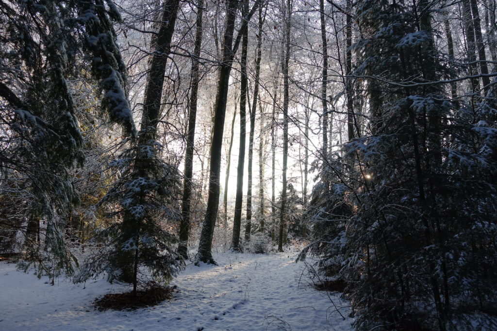 Bild 6: Morgens im Winterwald.