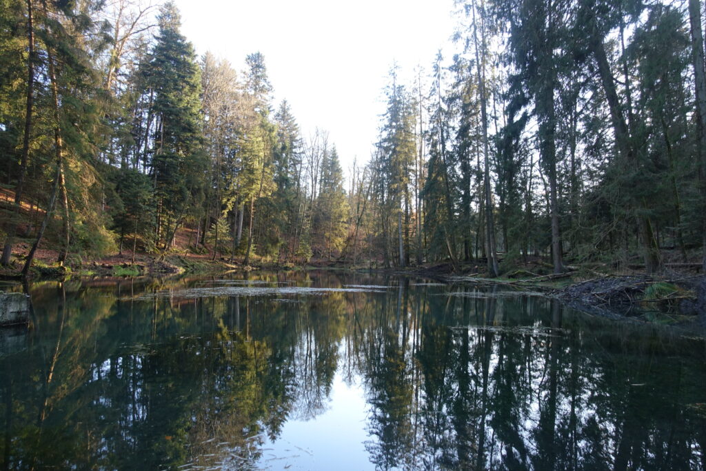 Bild 2: Ein kleiner Weiher unterwegs. Der Bieber ist hier sehr fleissig.