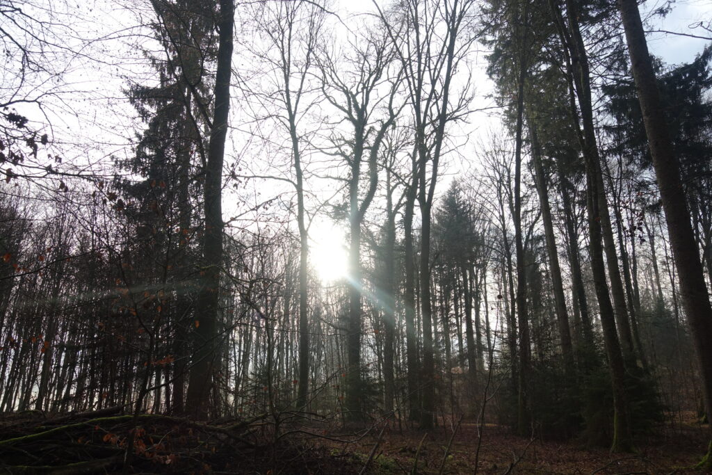 Bild 3: Morgens im Wald.