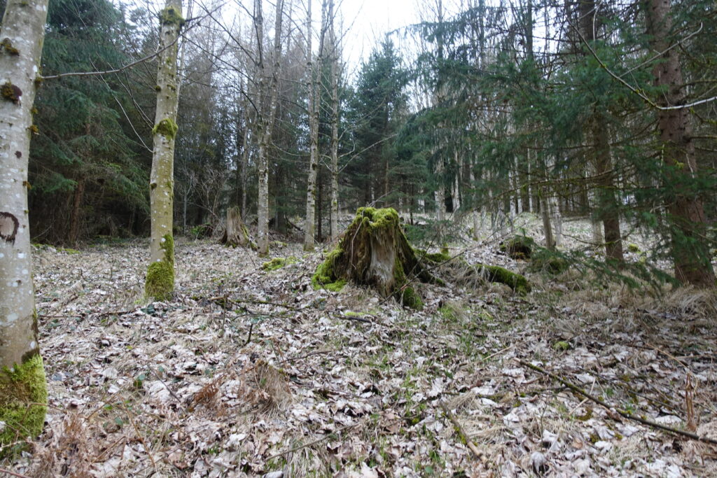 Bild 4: Im Wald, irgendwo bei Bannwil (BE).