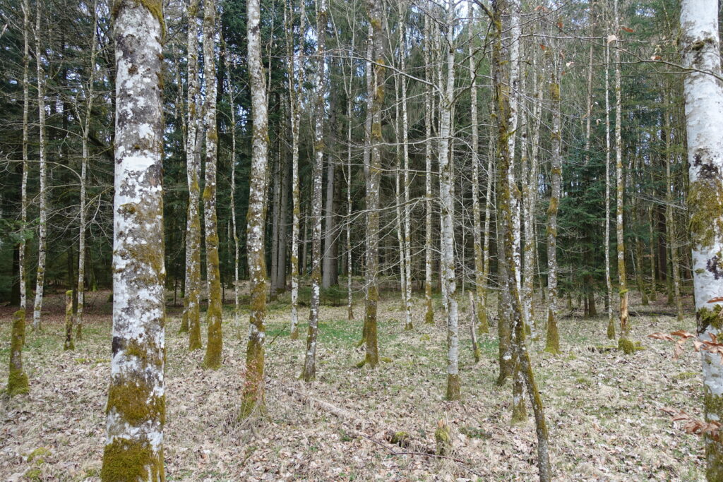 Bild 11: Ein Wald voller Buchen. Wie noch so viele andere im Mittelland. Natürlich gibt es auch andere Bäume. Aber die Buche ist hier sehr dominant.