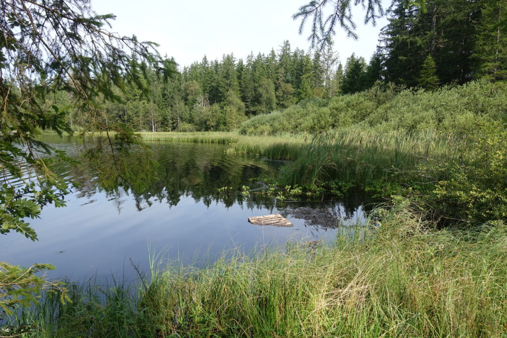 Bild 5: Immer noch am «Etang de la Gruère». Natur pur, würde ich mal sagen.