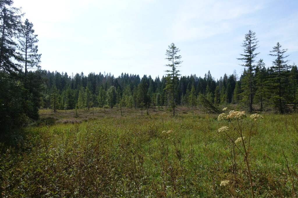 Bild 6: Eine Moorlandschaft wie aus dem Bilderbuch. Beim «Etang de la Gruère».