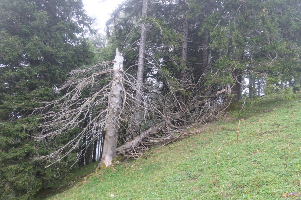 Bild 8: Am Wegesrand. Einfach schön.