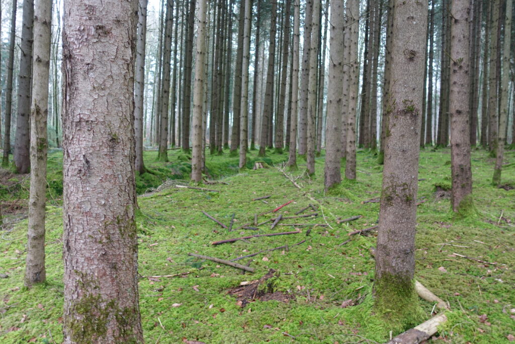 Bild 3: Ein Bild von unterwegs. Da kommt mir immer der dumme Spruch in den Sinn: Ohne Moos nix los.