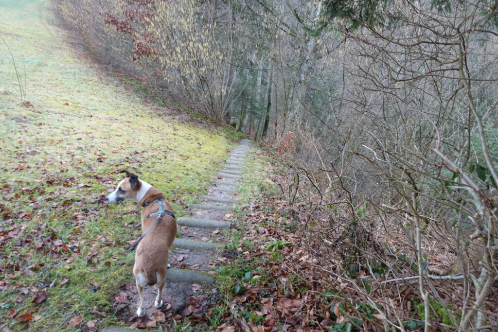 Bild 4: Der Abstieg in den Mutzgraben.