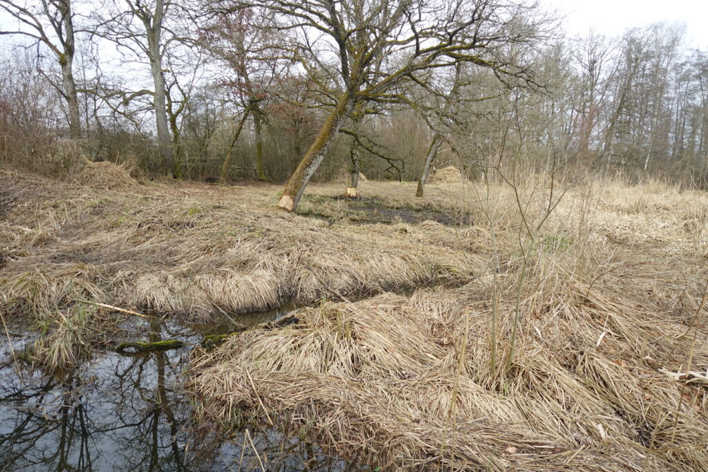Bild 12: Auch am Aeschisse. Die Biber sind schon fleissig.