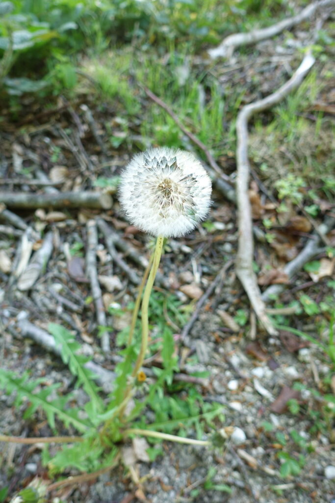 Bild 3: Auch das ist der Löwenzahn. Die Pusteblume.
